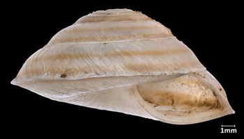 Media type: image;   Malacology 12178 Aspect: apertural